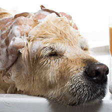 dog getting bathed